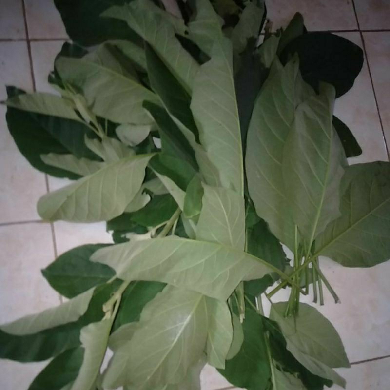 

Daun Sembung herbal petik segar @ helai lembar