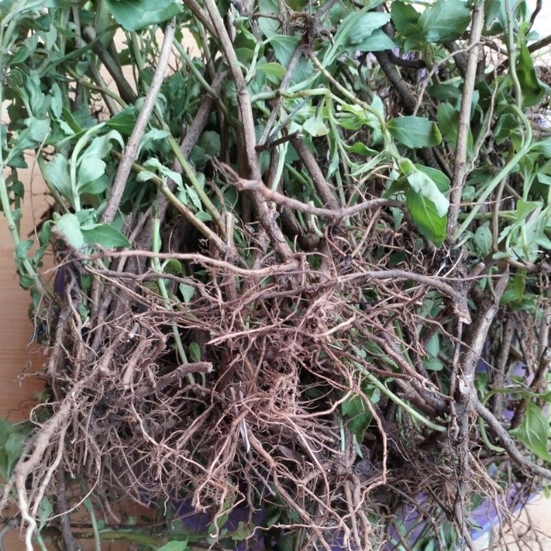 

Akar Kumis Kucing Herbal Infeksi Saluran Kemih 250Gr