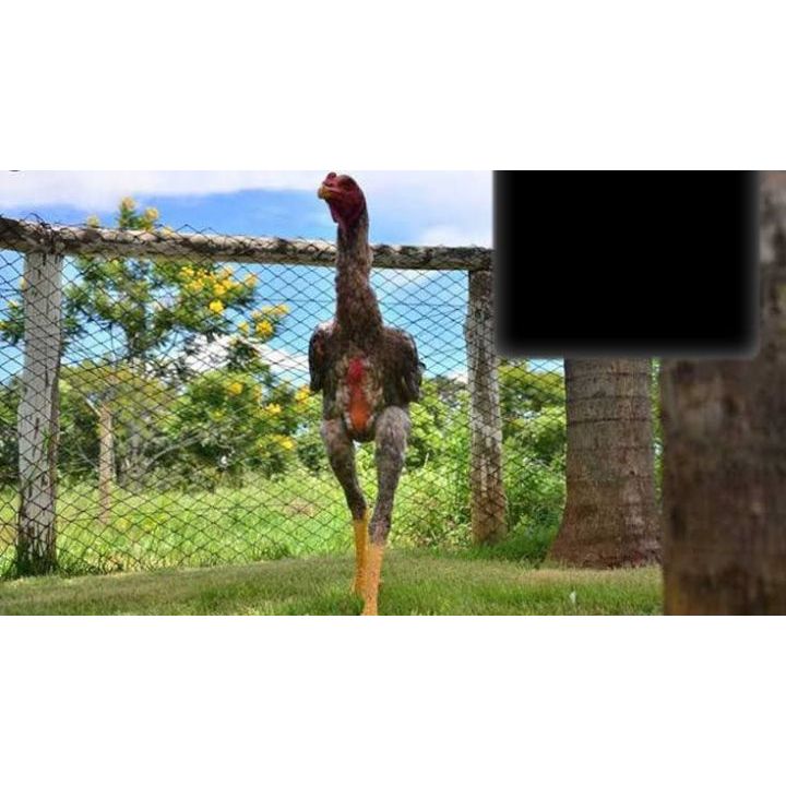 

TELUR AYAM GORDZILA F1 UNTUK DI TETASKAN