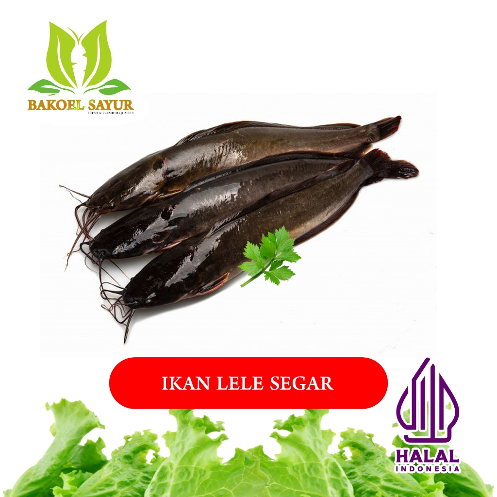 

IKAN LELE SEGAR 500gr