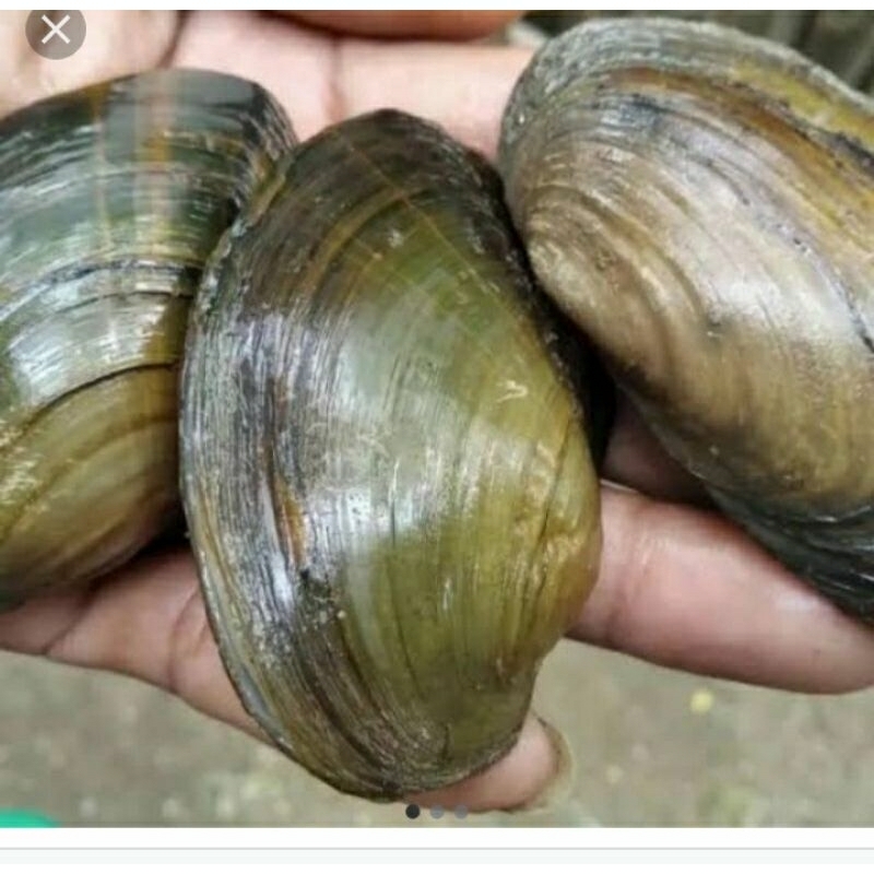 

kijing/kerang hidup pressh 1KG