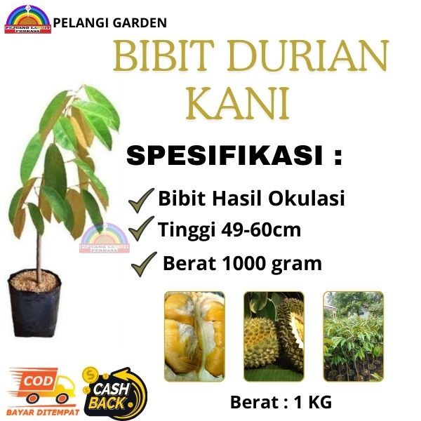 Bibit Durian Kani, Bibit Durian Cepat Berbuah, Bibit Durian Unggul