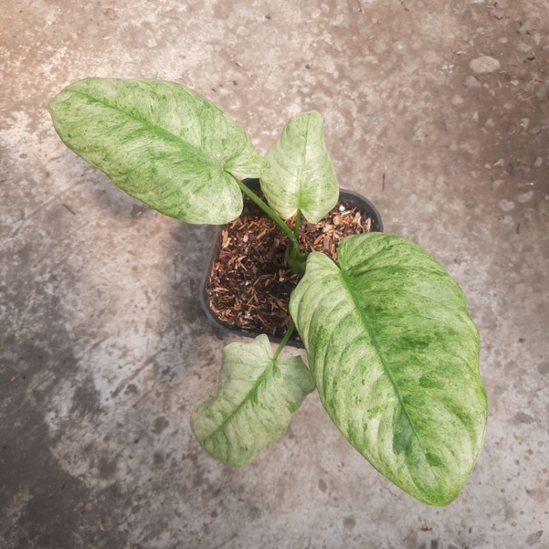 Schismatoglottis sp. varigata mint