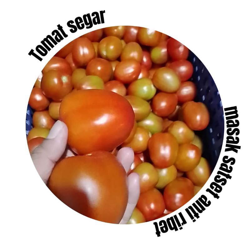 

Tomat merah segar 250gr fresh