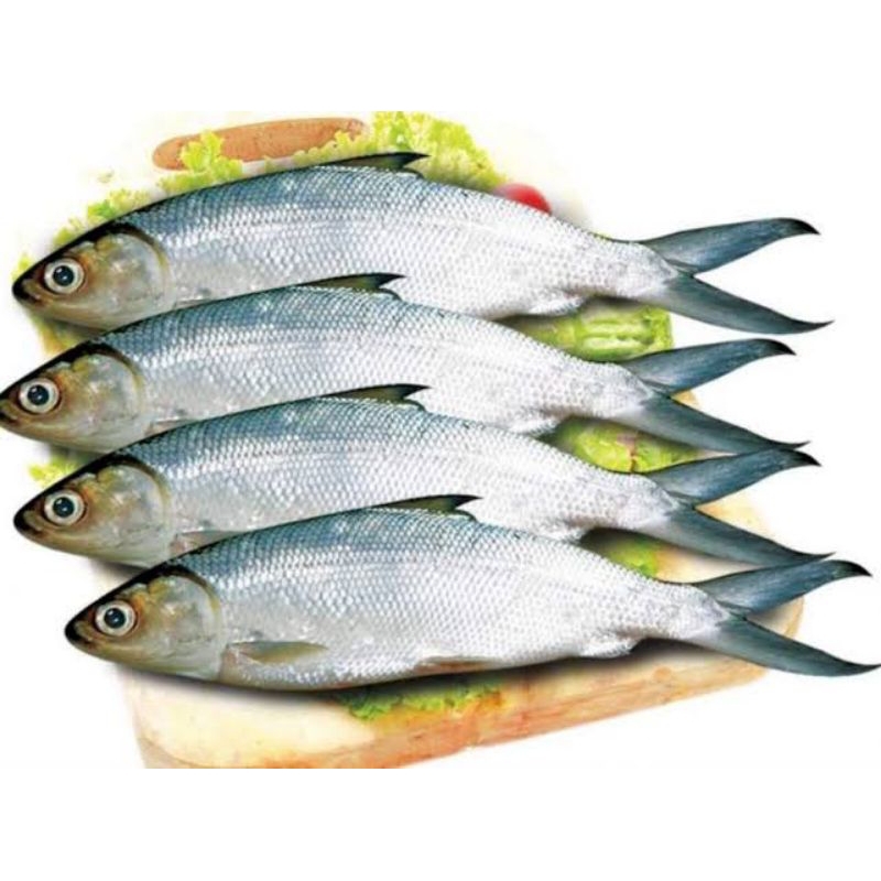 

Ikan Bandeng Fresh (Seafood Segar)