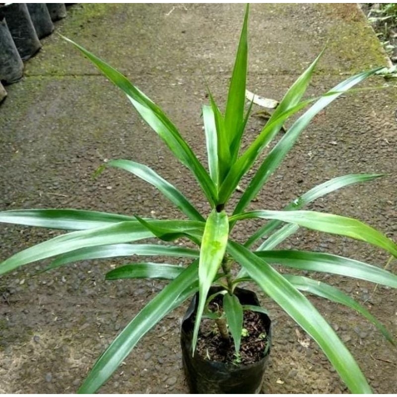 bibit tanaman daun suji pewarna makanan tanaman daun suji