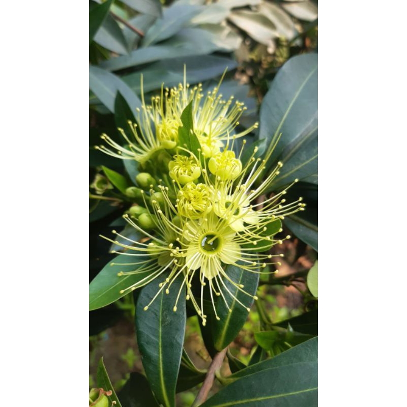 Bunga Santos Lemon Kuning - Tanaman Hias Bunga Santos Lemon Tinggi 25-40 Cm