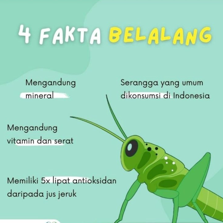 

➥☈✥ BELALANG GORENG BERAT 40 GRAM Buruan Beli