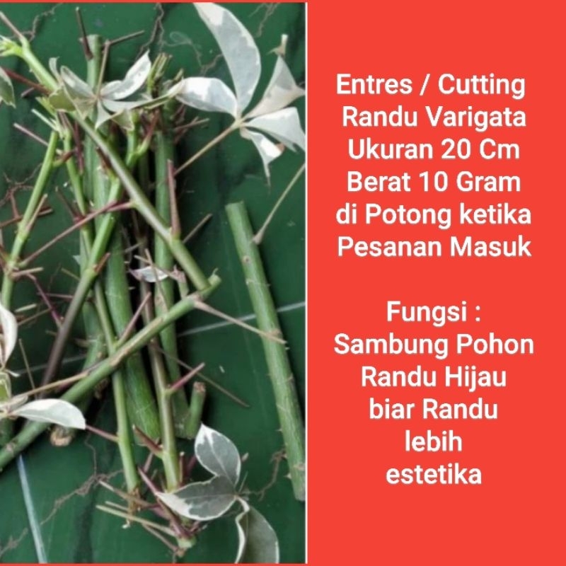 Entres Randu Varigata Cutting Randu Varigata