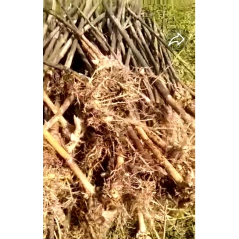 100 batang bibit bambu Tamiang 50 cm