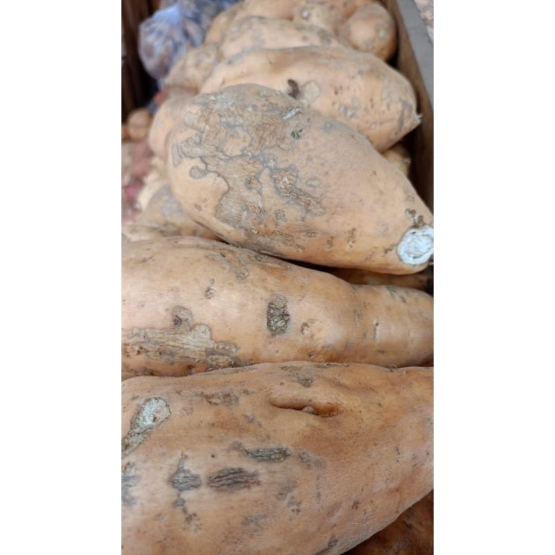 

ubi cilembu asli pacet