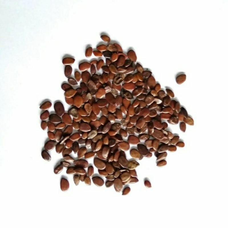 Benih Lamtoro (Leucaena leucocephala)