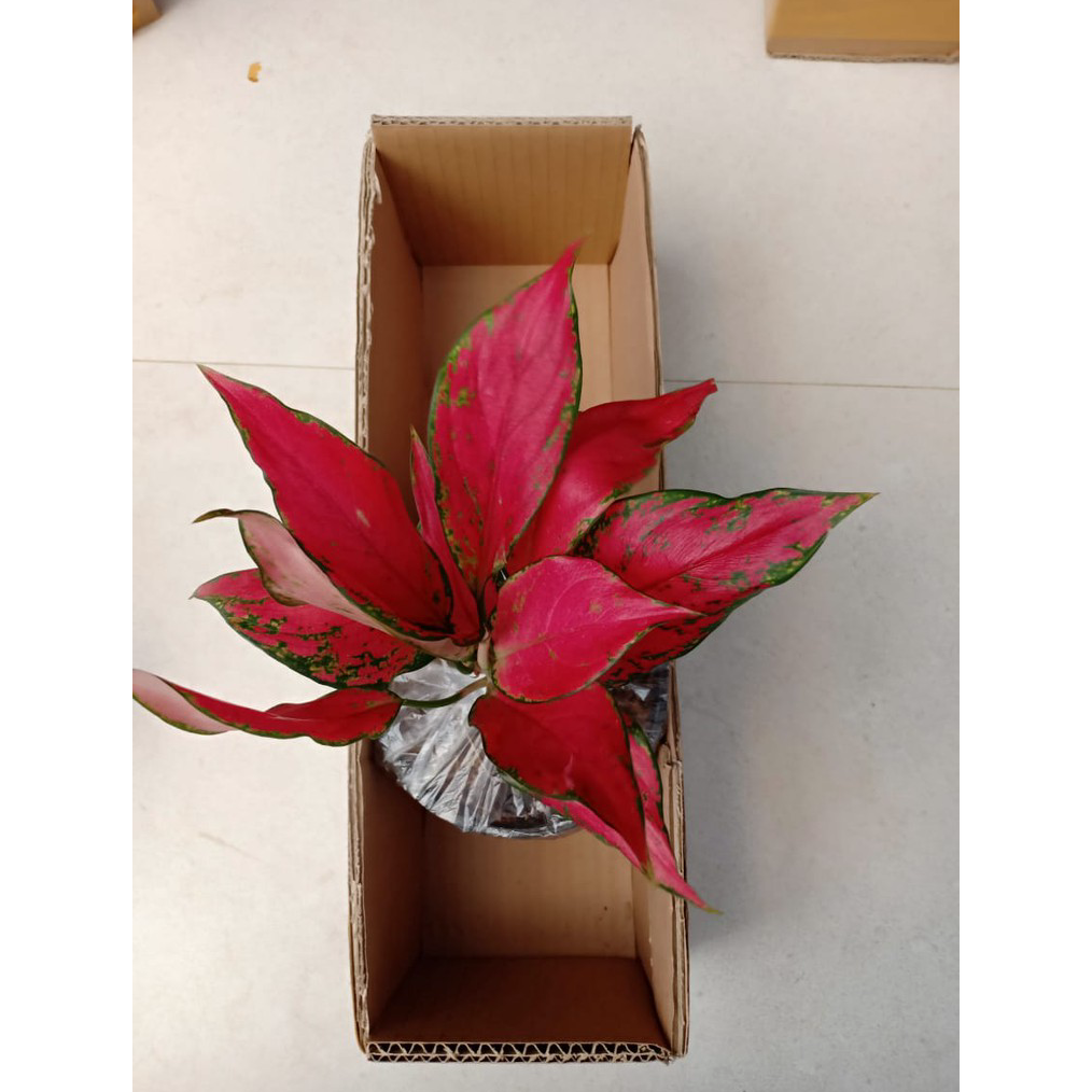 12.12 RUBY GARUDA - Tanaman Hias Aglonema / Aglaonema 