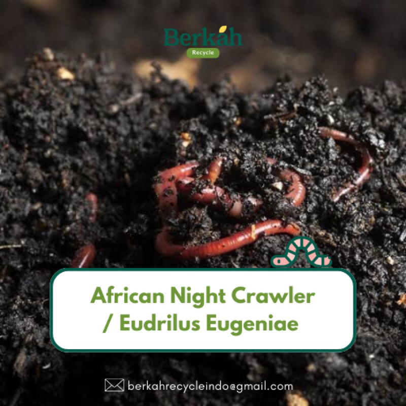 Cacing tanah ANC / African Night Crawler - Cacing Merah