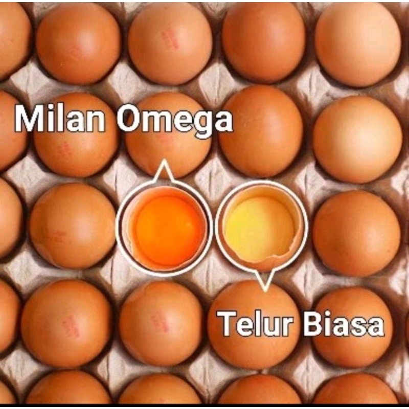 

Telor Ayam OMEGA Organik 30 Butir / 1 Tray