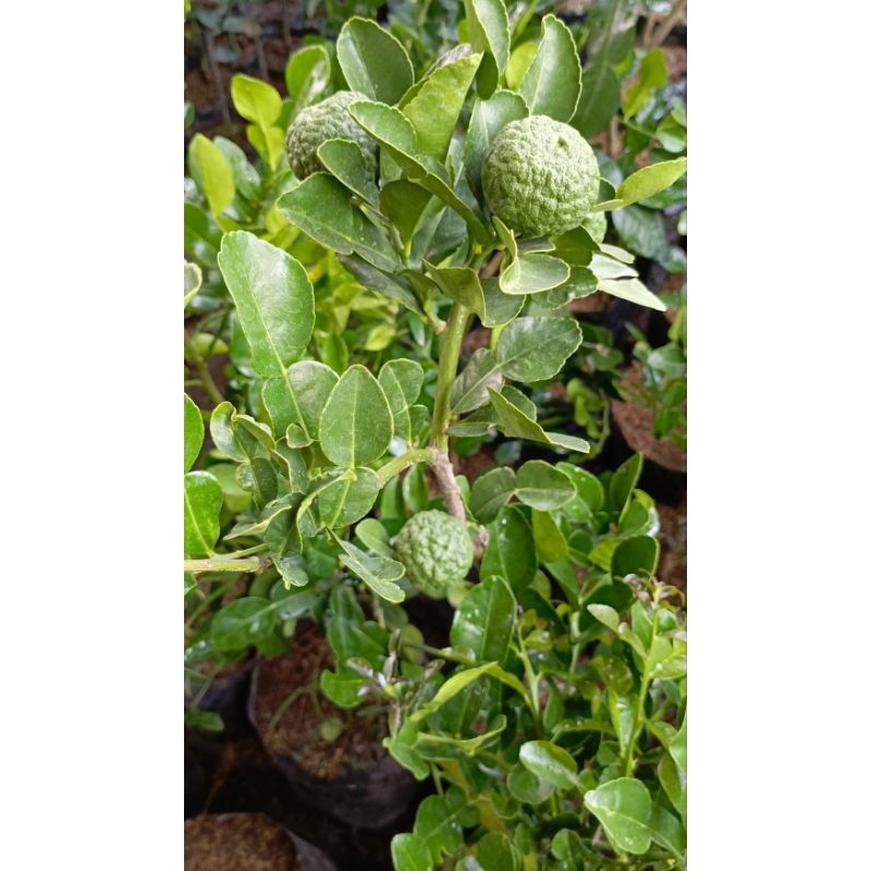 Bibit Jeruk Purut Sudah Berbuah,Berbunga