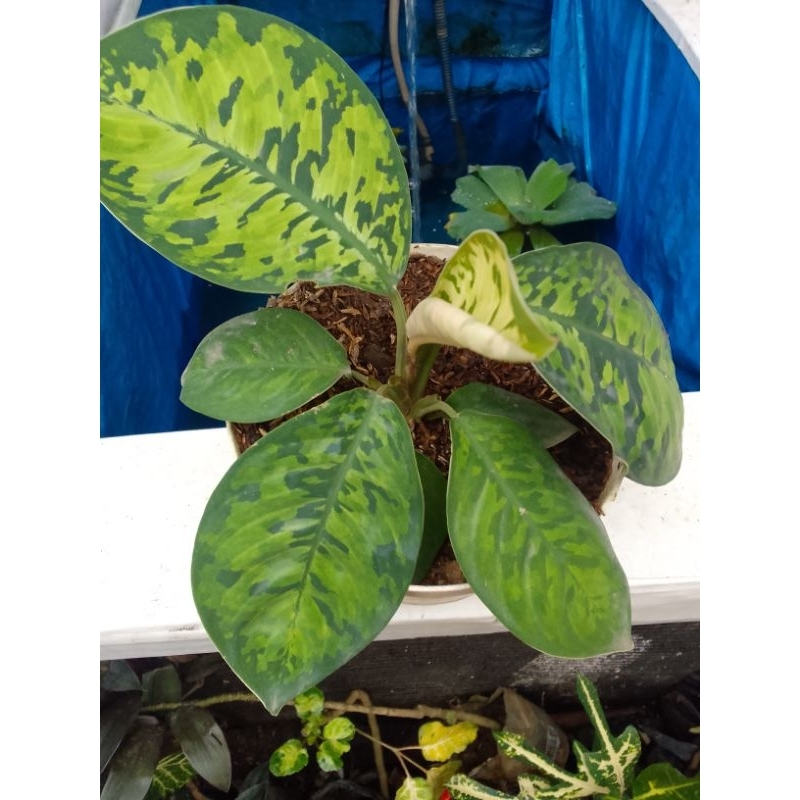 adelonema walisi dewasa