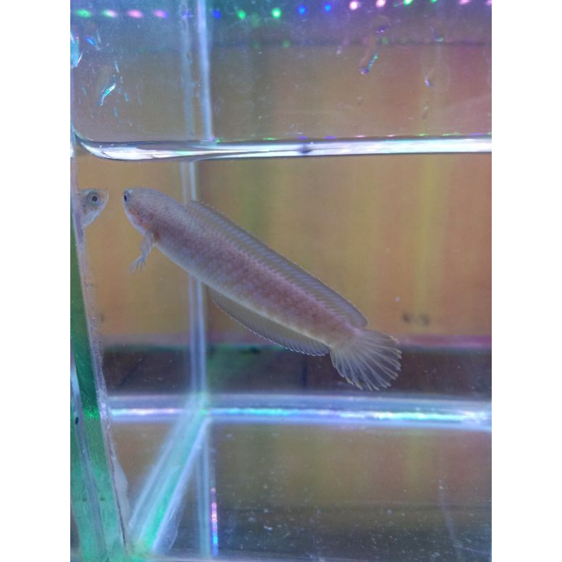 Hiasan aquarium channa andrao 4-5cm