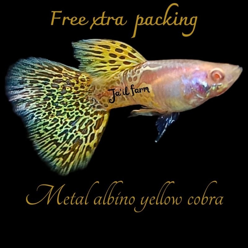 

FREE XTRA PACKING - ALBIN0 METAL YELLOW C0BRA