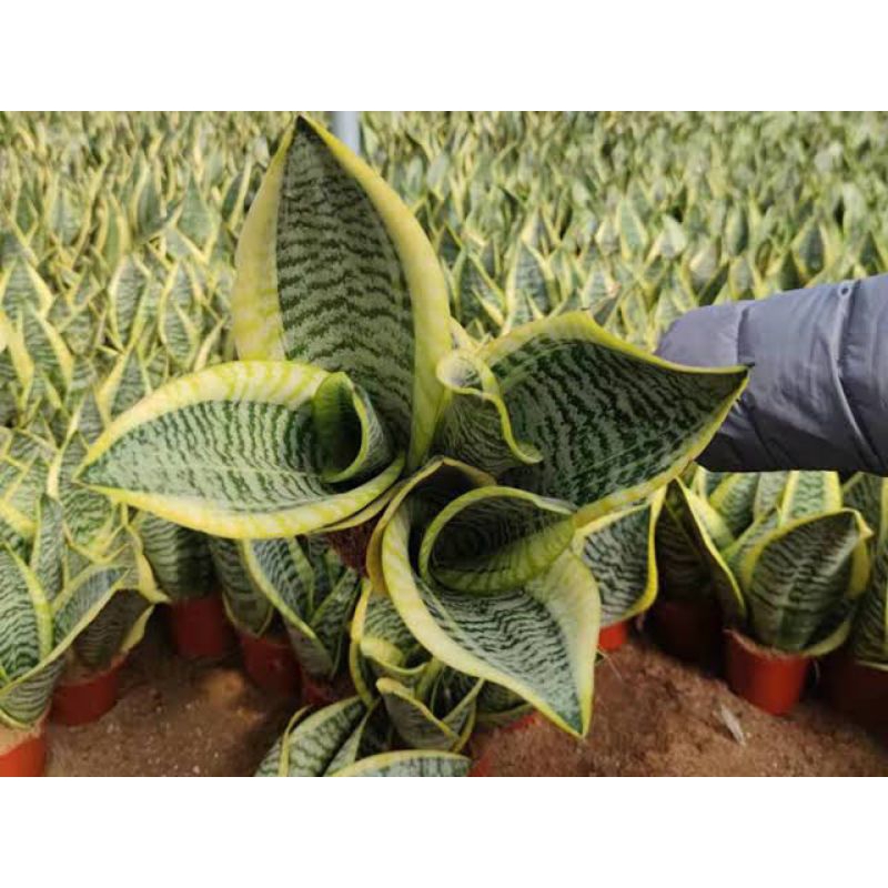 PROMO  Sansivera Superba Futura DEWASA