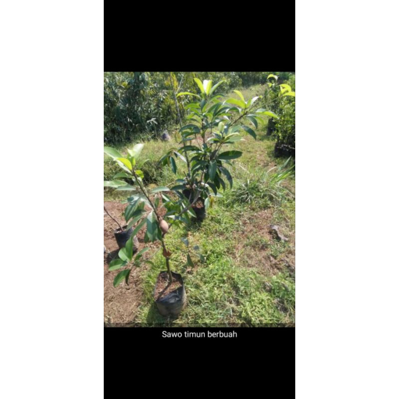 bibit sawo mentimun berbuah