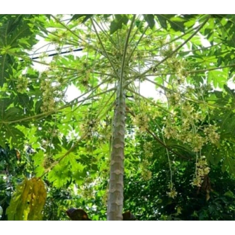 

kulit pohon pepaya jantan/ gandul segar 1 kg