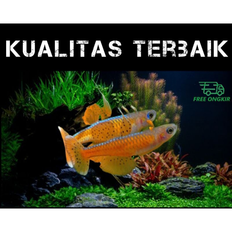 pseudomugil paskai cantik aquascape