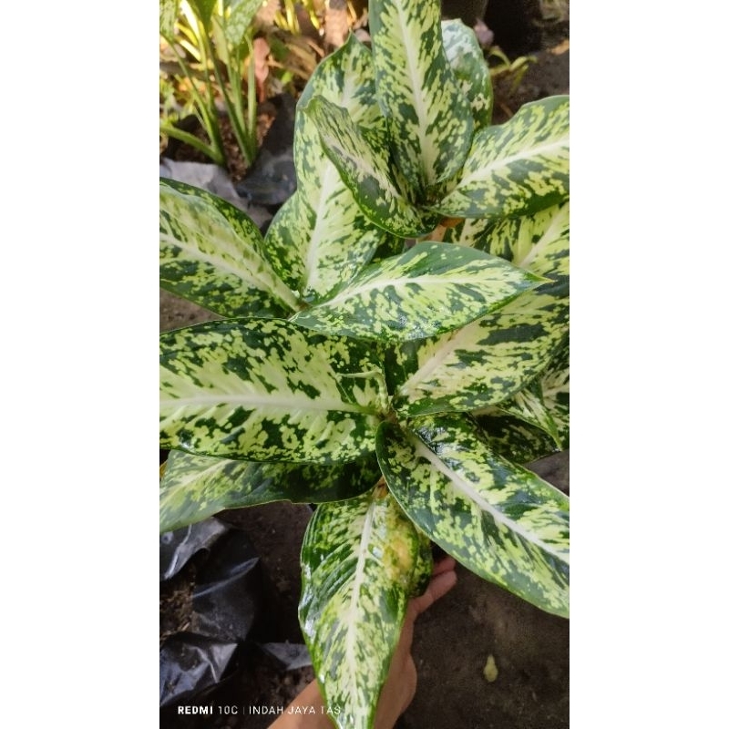 tanaman hias murah diven  candi