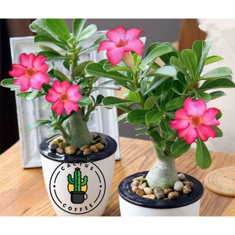 Bonsai adenium bonggol besar - Bonsai adenium kemboja jepang Sudah Berbunga Pink