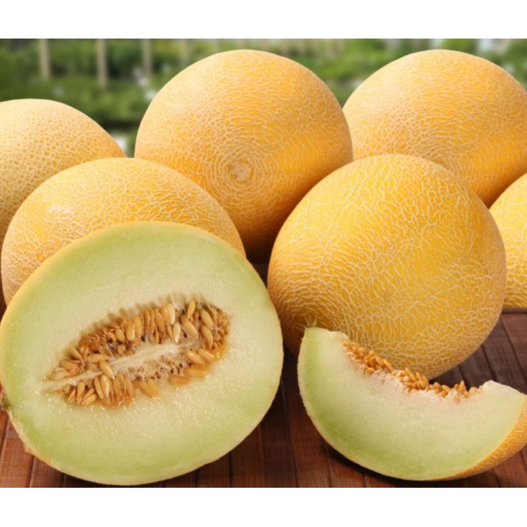 

YYYW6469 melon super winn
