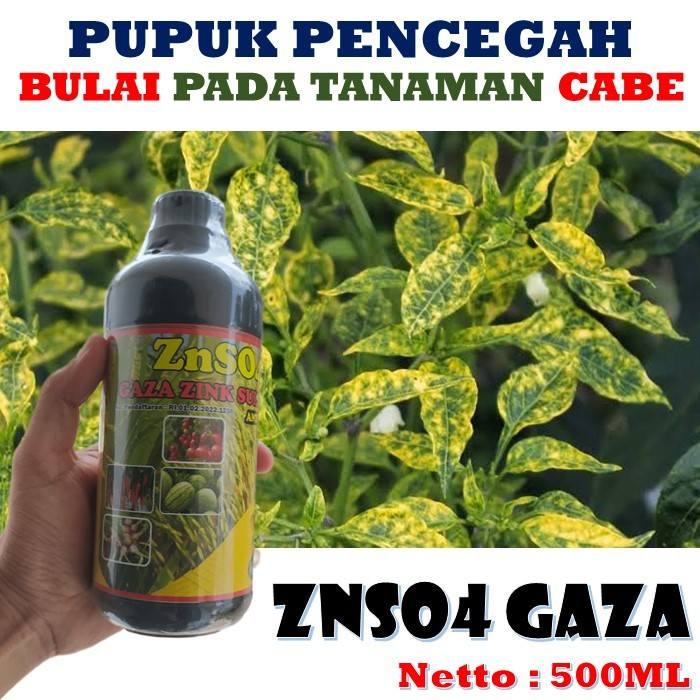Obat semprot Penyakit Bulai Cabe ZNSO4 GAZA 500ML atasi Bulai pada Tanaman Cabai Rawit Hijau Merah