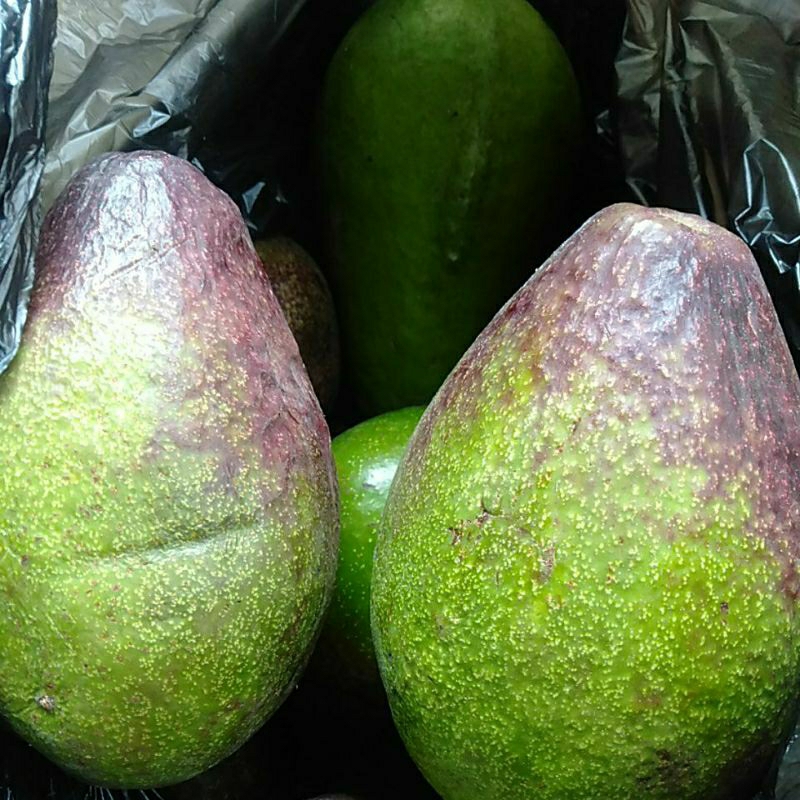 

Buah Apokat / Alpokat / Avocado kg