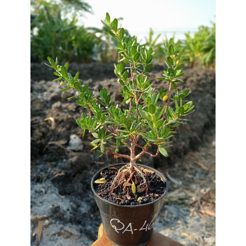 QA-46, SANTIGI KARANG VARIAN DAUN MAWAR ORIGINAL SEMAI BIJI