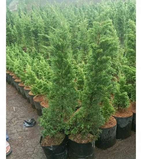 Tanaman hias bibit pohon Cemara pua-pua tinggi 45-50cm