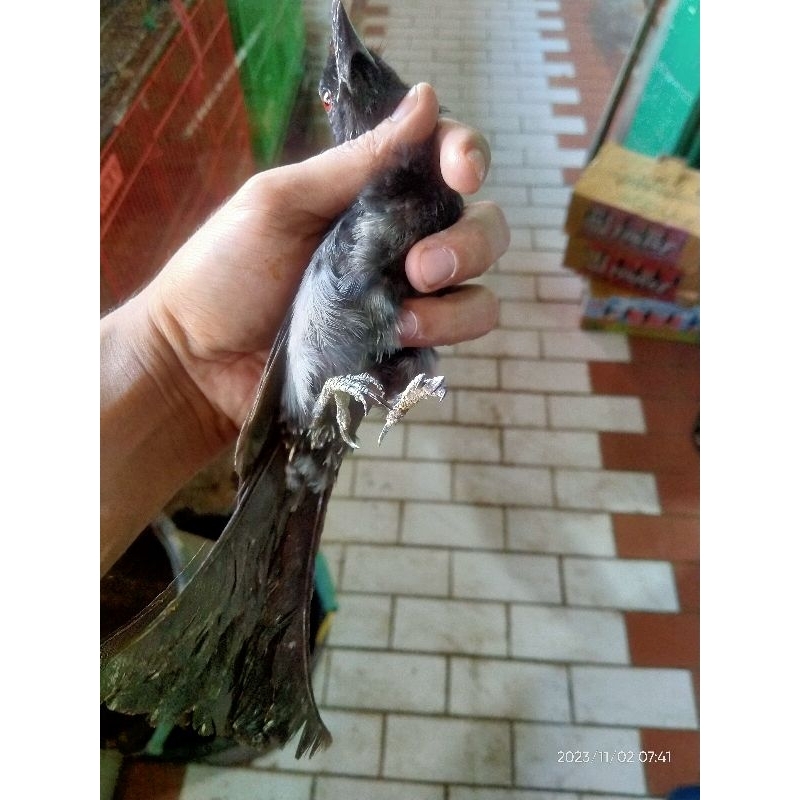 burung srigunting hitam mulus