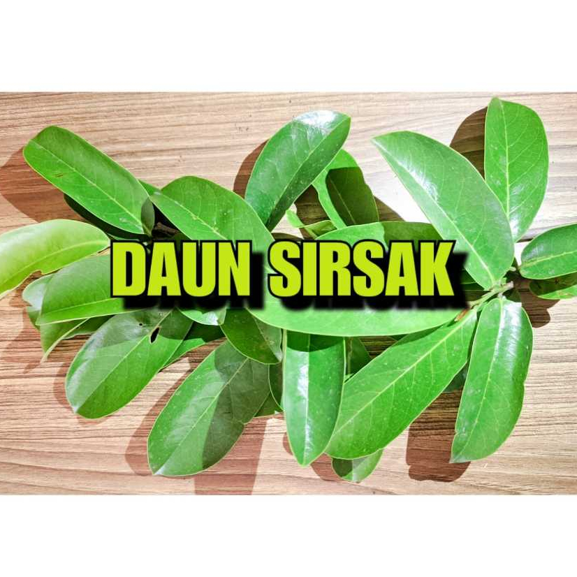 

DAUN SIRSAK SEGAR