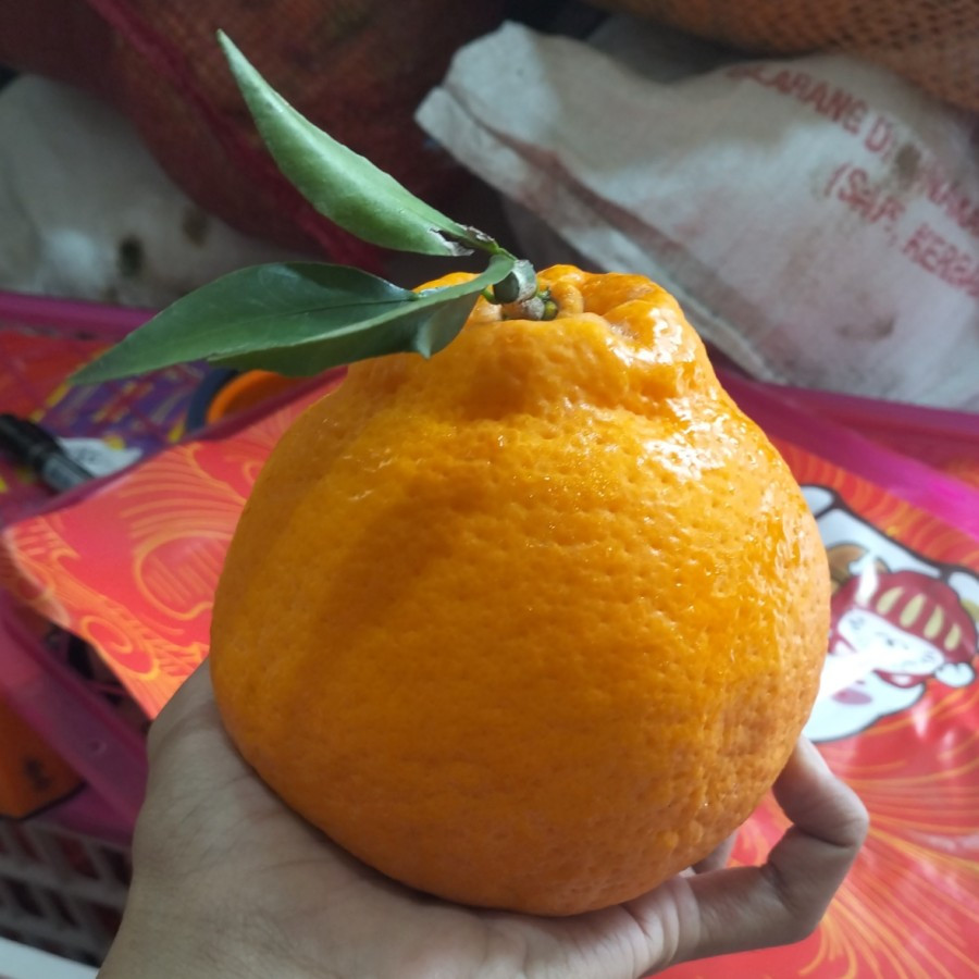 

Jeruk dekopon / papagan 1biji 500gr 1kg