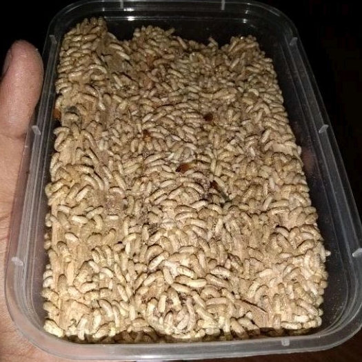 Poa / Pua / Rangas / Warangas / Riyuh Umpan Mancing