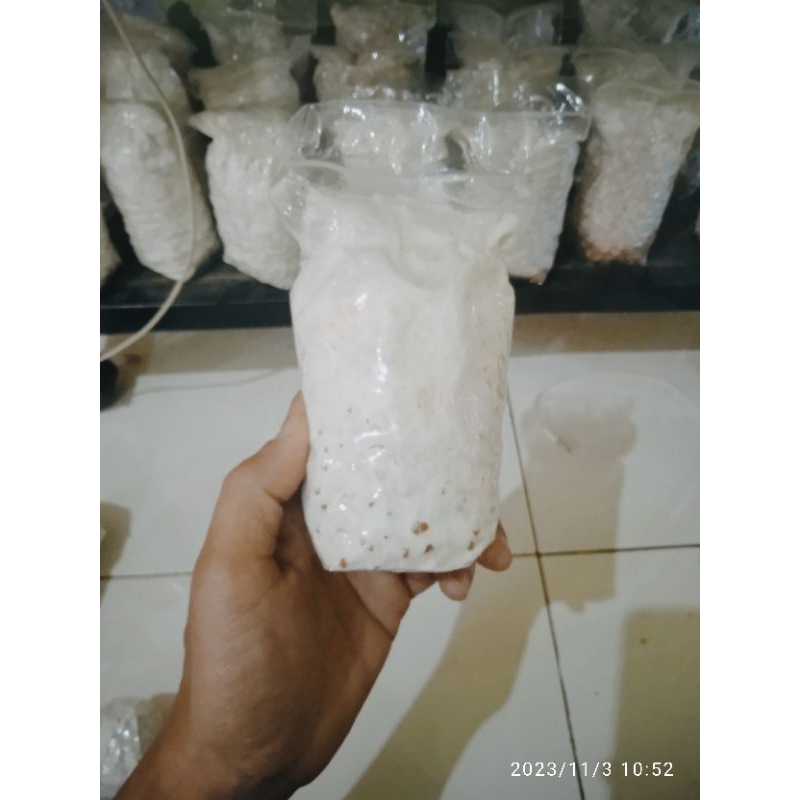 Bibit Jamur Tiram Putih F2 220 gram untuk 50 baglog