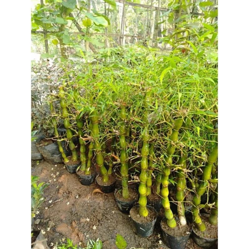 Bambu kodok ,Bambu Tasbih,Bambu Botol, Bambu Budha ,Bambu Gendang Original