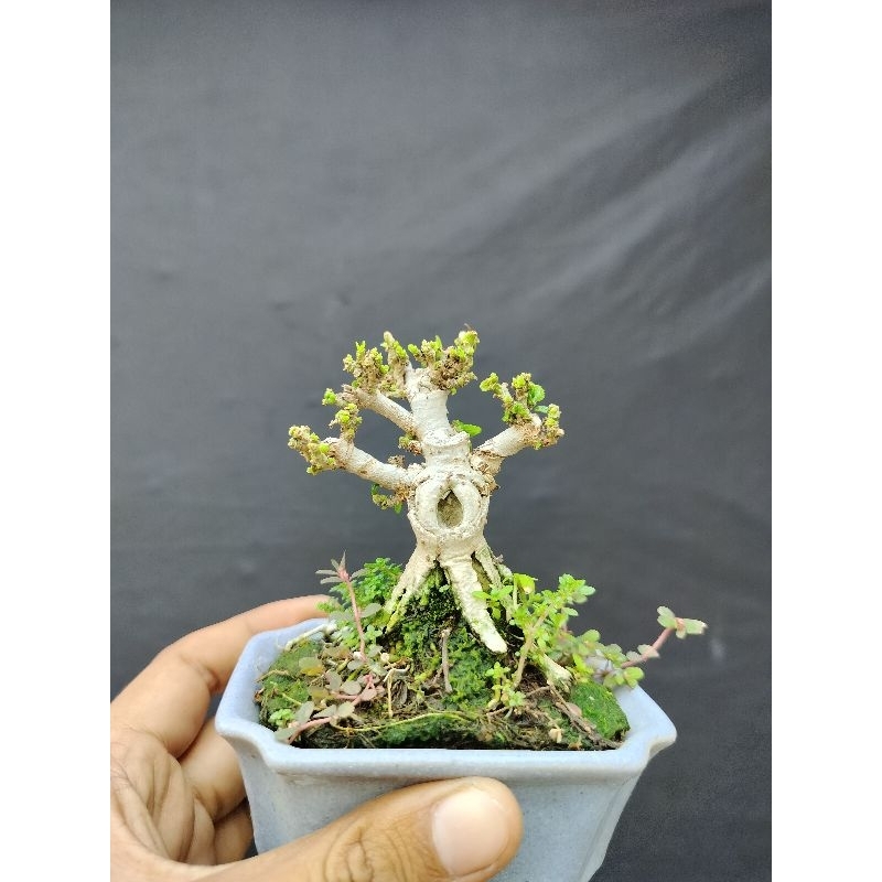 bonsai mini hidup