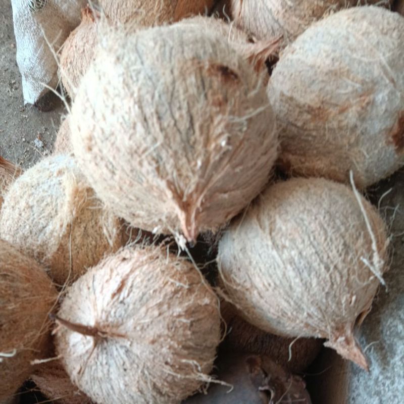 

kelapa super grade A