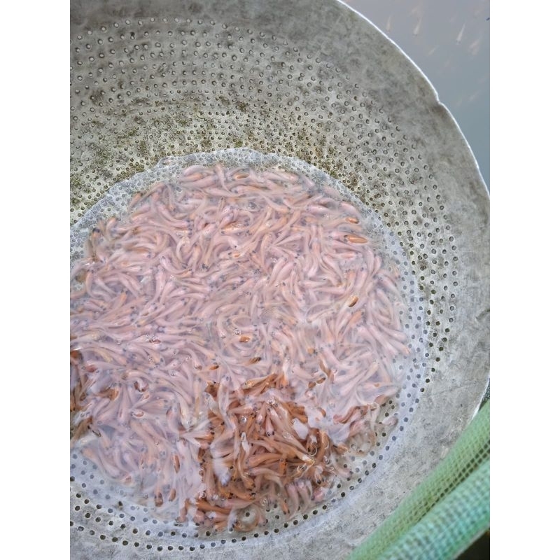 PAKET larva nila merah gesitt cepat besar