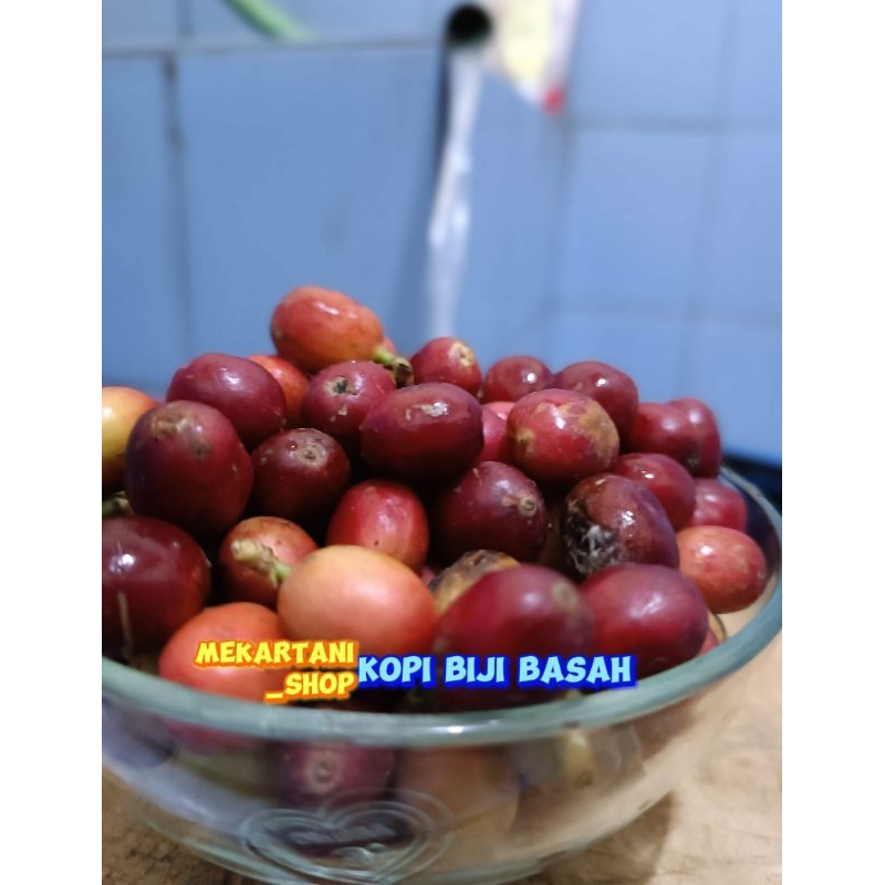 

Biji Kopi Basah Ateng Super kemasan 1kg bagus untuk bibit dan diolah sendiri