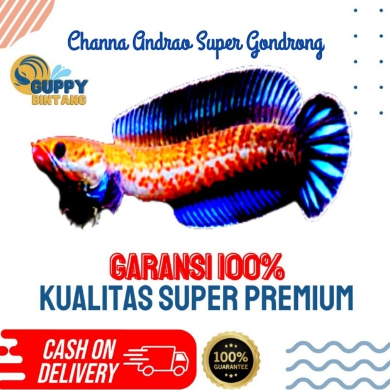 Channa Andrao Super Gondrong Size 10-12 Cm