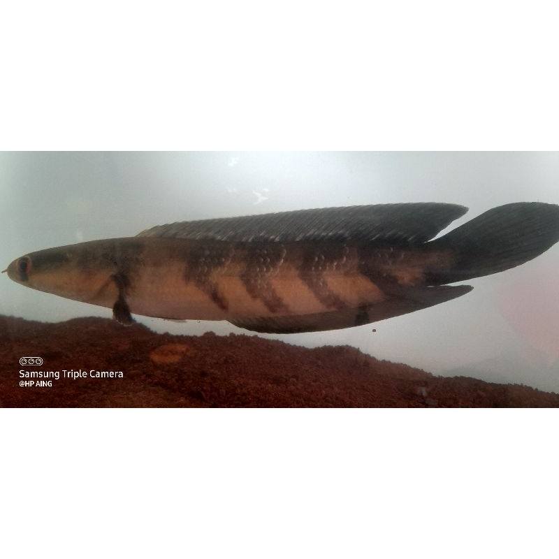 chana red barito 25cm