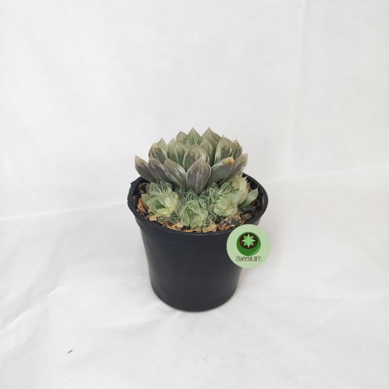 Secculent - Haworthia Cooperi White