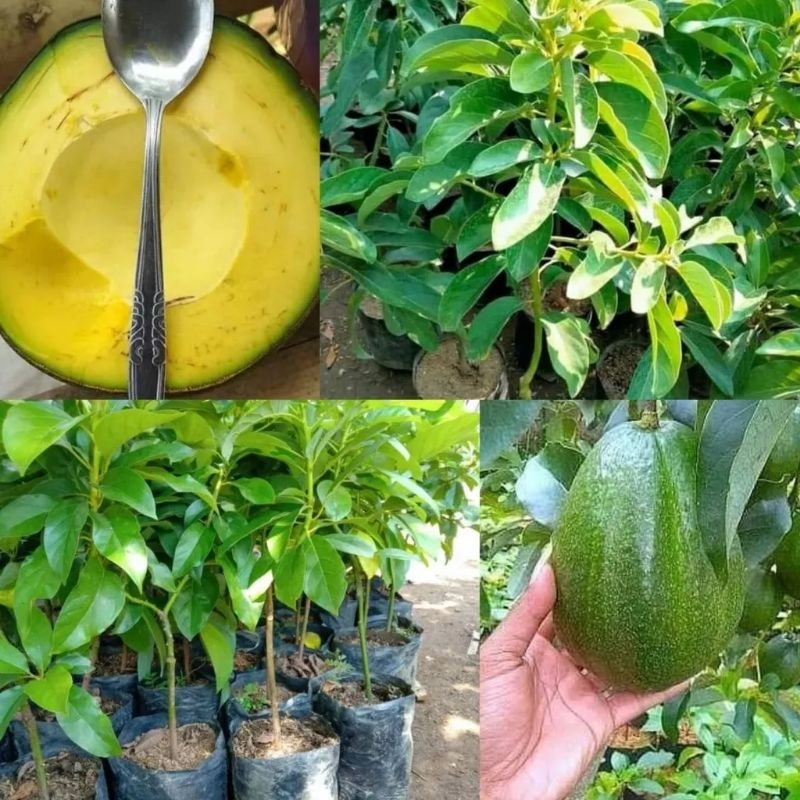 bibit alpukat markus jumbo