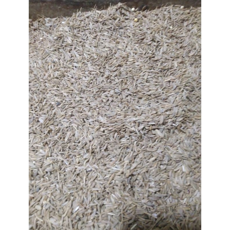 

Rempah jintan/jinten/caraway seed kualitas super