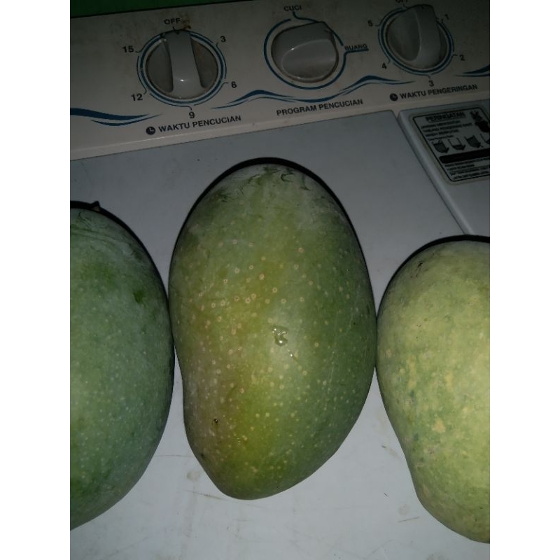 

mangga